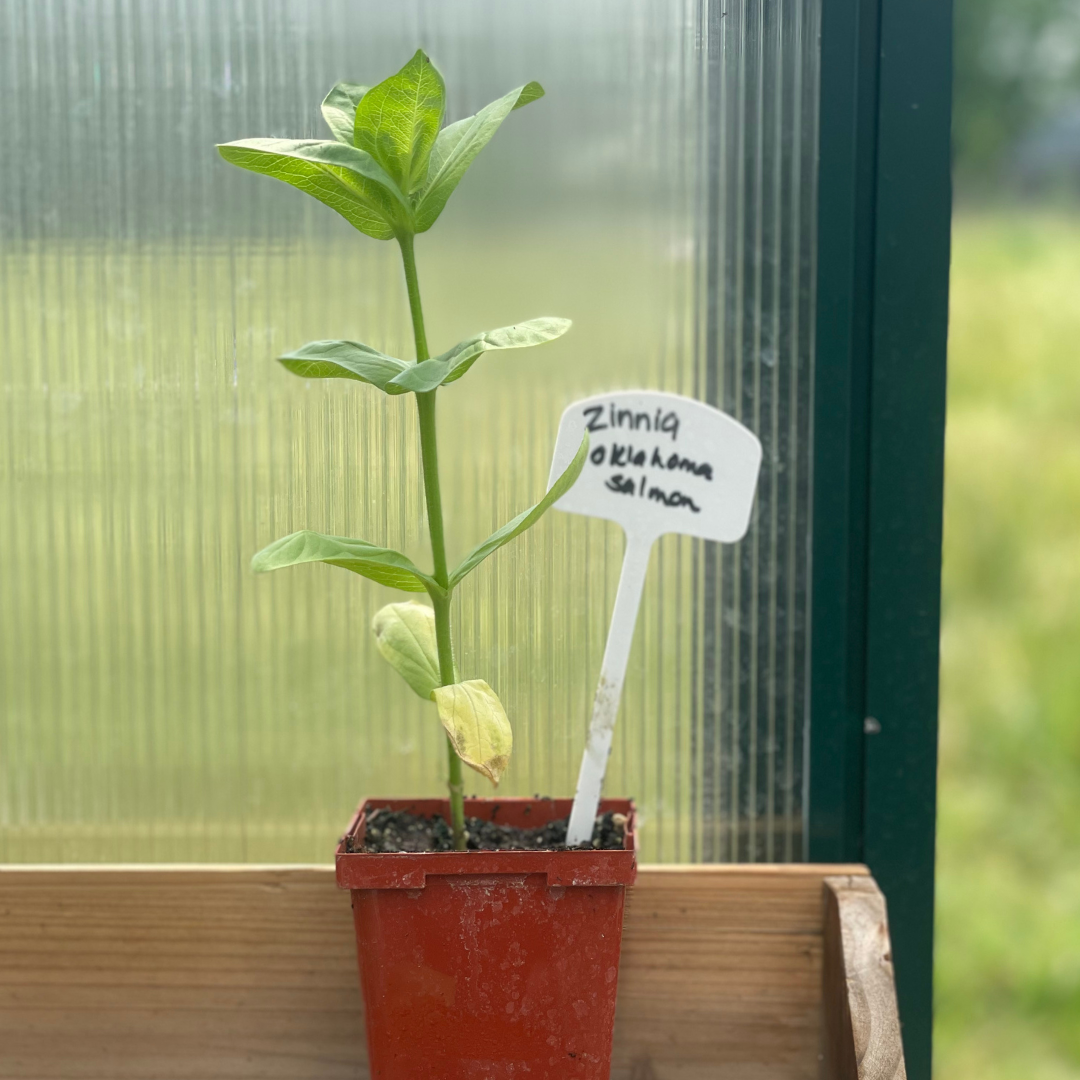 Oklahoma Salmon Zinnia
