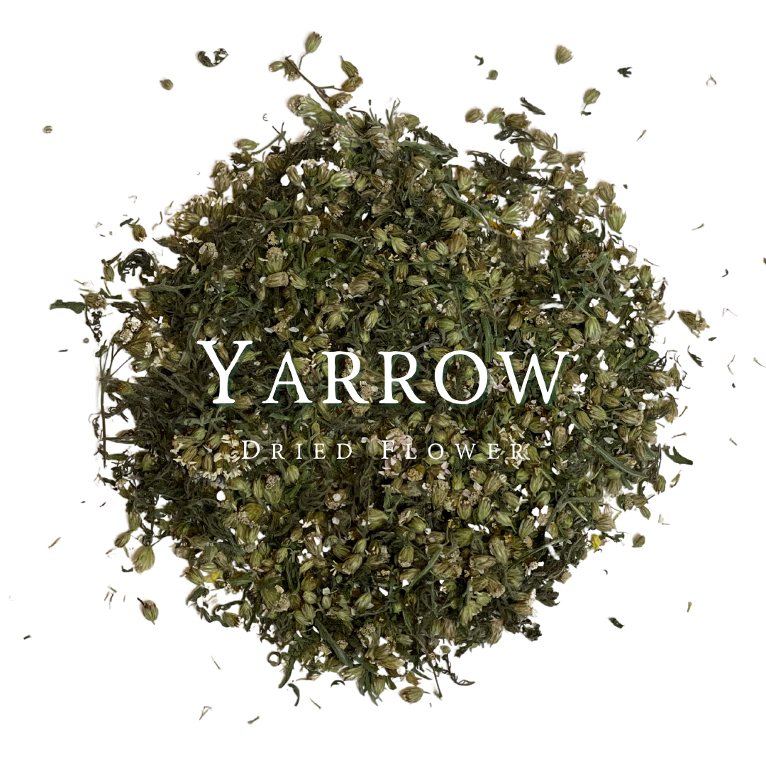 Yarrow, Dried Flower