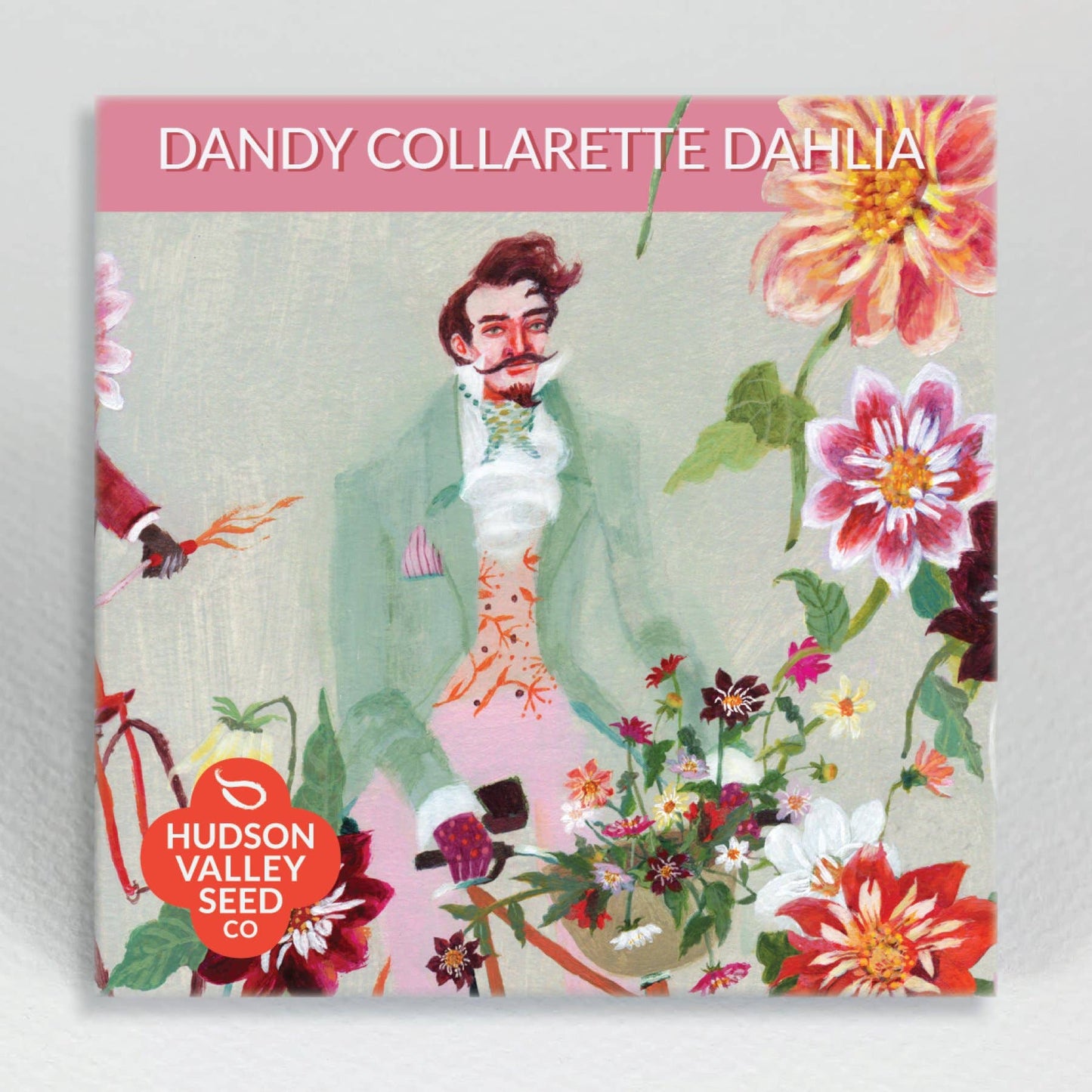 Dandy Collarette Dahlia Mix